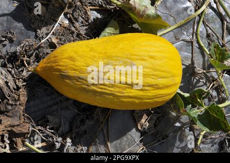 Gelbe Melone wächst in offenem organischen Boden Stockfoto