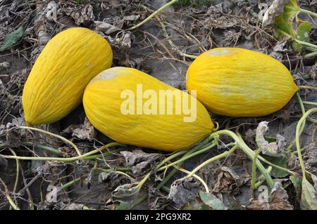 Gelbe Melone wächst in offenem organischen Boden Stockfoto