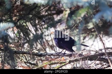 Blackbird, wissenschaftlicher Name Turdus Merula, hoch oben auf einem grünen Nadelbaum. Stockfoto