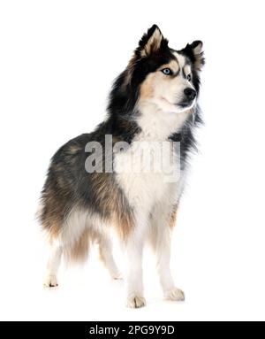 Junger sibirischer Husky vor weißem Hintergrund Stockfoto