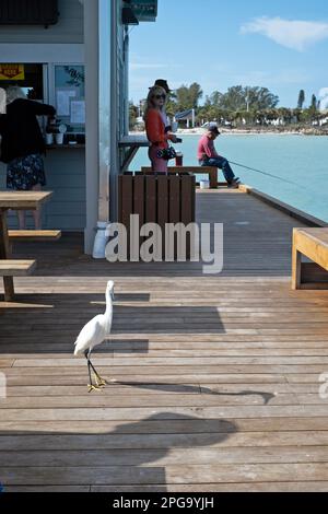 Am City Pier auf Anna Maria Island, Florida, USA, könnt ihr angeln, Vögel beobachten und essen. Stockfoto