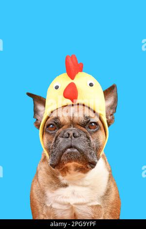 Französischer Bulldog mit Hähnchenmütze im Osterkostüm auf blauem Hintergrund Stockfoto