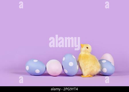 Osterküken und pastellfarbene, bemalte Eier in einer Ecke mit violettem Hintergrund und Kopierbereich Stockfoto