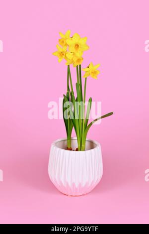 Gelbe Narzisse Clamineus „Tete a Tete“ Frühlingsblumen auf pinkfarbenem Hintergrund Stockfoto