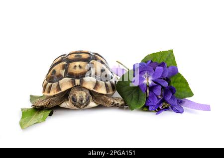 Griechische Schildkröte vor weißem Hintergrund Stockfoto