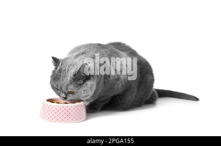 Eine fette graue britische Katze isst trockenes Futter für übergewichtige Katzen aus einer rosafarbenen Keramikschüssel auf weißem Hintergrund. Stockfoto