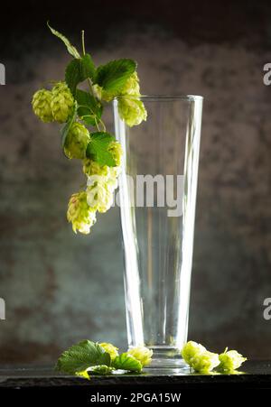 Leeres Glas für Bier und grüne Hopfenzweige auf dunklem Hintergrund. Das Konzept des natürlichen Biers. Brautraditionen. Bierfest. Oktoberfest. Stockfoto