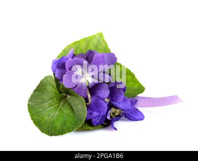 Viola odorata vor weißem Hintergrund Stockfoto