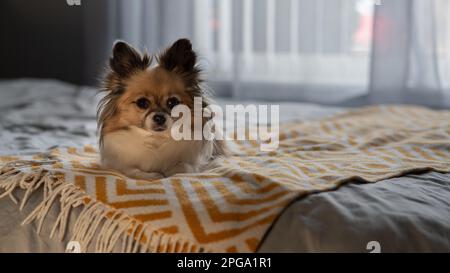 Chihuahua-Säugetiere entspannen sich im Bett auf einer Decke mit einem Fenster dahinter. Stockfoto