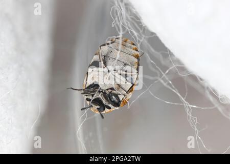 Abwechslungsreicher Teppichkäfer, Anthrenus verbasci. Haus- und Lagerschädling natürlicher tierischer Rohstoffe - Leder, Wolle, Haare. Erwachsener, Dermestidae auf Seide. Stockfoto