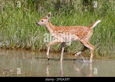 Im Fish Creek Provincial Park in Calgary, Alberta, Kanada, planschen Weißwedelhirsche am Ufer des Flusses. (Odocoileus virginianus) Stockfoto