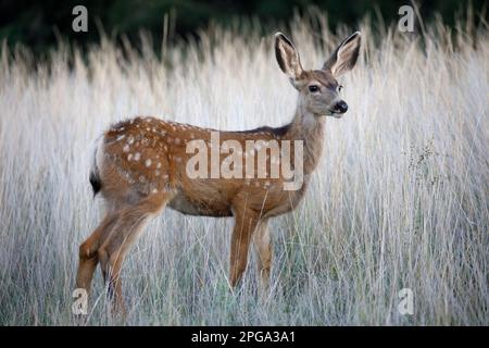 Maultier-Rehkraut steht auf dem Feld mit hohem Gras. (Odocoileus hemionus) Stockfoto