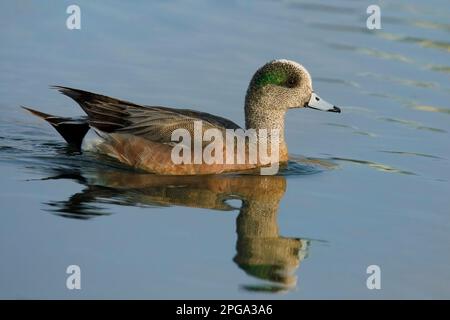 Amerikanischer Witwenmännchen in Zuchtrücken, die auf einem Teich (Mareca americana) in Calgary, Alberta, Kanada schwimmen Stockfoto