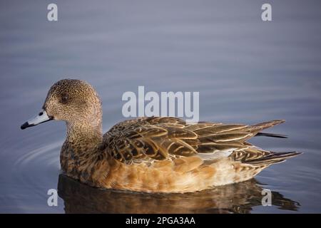 Amerikanische Witwe, weibliche Ente, die in einem Teich schwimmt (Mareca americana), Calgary, Alberta, Kanada Stockfoto