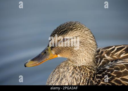 Im Prince's Island Park in Calgary, Alberta, Kanada, könnt ihr euch ein weibliches Gesichts- und Kopfporträt von Mallard aus nächster Nähe ansehen. (Anas platyrhynchos) Stockfoto