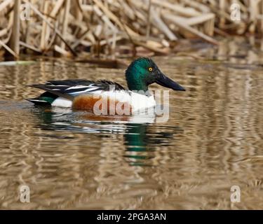 Northern Shoveler Duck, männlich, schwimmend in einem Sumpf, Calgary, Alberta, Kanada. Anas clypeata Stockfoto