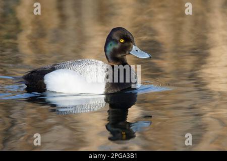 Männliche Ente, die in einem Teich schwimmt, Calgary, Alberta, Kanada. (Aythya affinis) Stockfoto