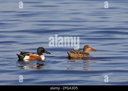 Northern Shoveler Entenpaare schwimmen im blauen Wasser in der Frank Lake Conservation Area, Alberta, Kanada. Anas clypeata Stockfoto