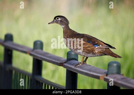 Das Inglewood Bird Sanctuary, ein Stadtpark in Calgary, Kanada, ist eine weibliche Ente aus Holz, die auf einem Brücken-Geländer steht. Aix sponsa Stockfoto