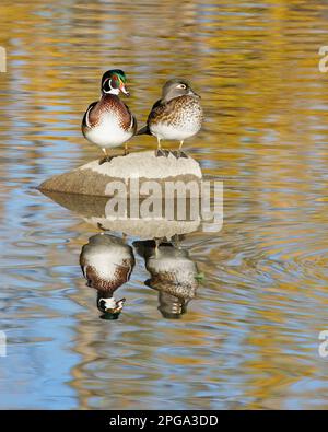 Holzenten, männliche und weibliche Vögel auf einem Felsen im Wasser, Kanada. Aix sponsa Stockfoto