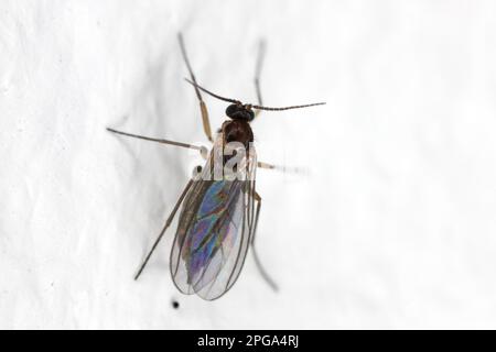 Makrobild eines dunklen Flügelpilzes Gnat (Sciaridae) an der Wand einer Wohnung. Stockfoto