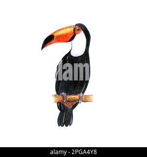 Toucan isoliert auf weißem Hintergrund. Handgezeichnete Aquarell-Illustration Stockfoto