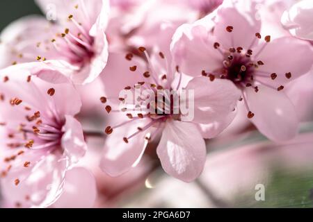 Ast einer blühenden Aprikose mit rosa Blütenverschlüssen. Japanische Kirschblüten aus Sakura. Frühling Stockfoto