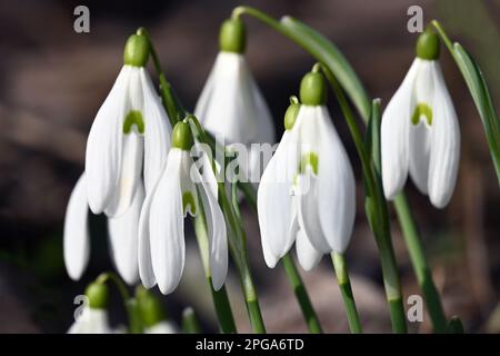 Nahaufnahme blühender weißer Schneeglöckchen in einer natürlichen Umgebung im frühen Frühjahr Stockfoto