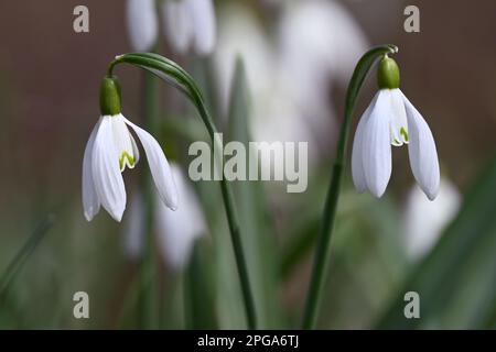 Nahaufnahme blühender weißer Schneeglöckchen in einer natürlichen Umgebung im frühen Frühjahr Stockfoto