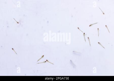 Aedes-aegypti-Larven im Wasser. Stockfoto