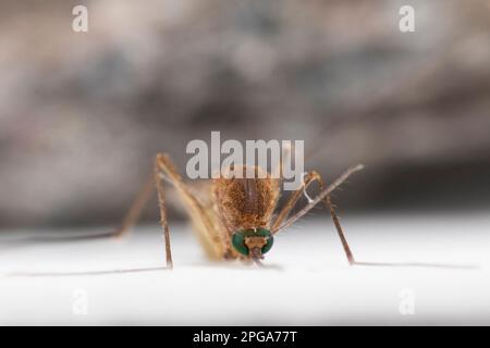 Culex pipiens, gemeinhin als gemeine Hausmücke bezeichnet Stockfoto