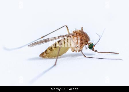 Culex pipiens, gemeinhin als gemeine Hausmücke bezeichnet Stockfoto