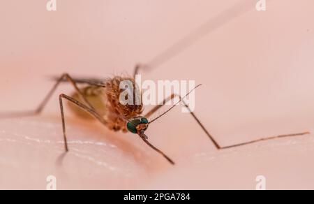 Culex pipiens, gemeinhin als gemeine Hausmücke bezeichnet Stockfoto