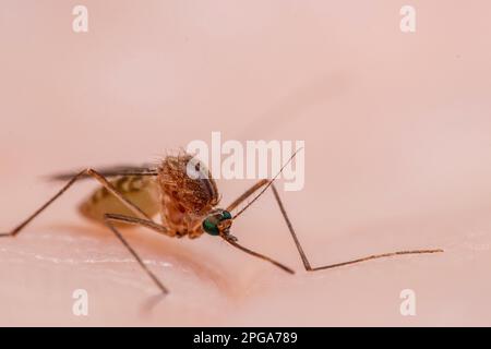 Culex pipiens, gemeinhin als gemeine Hausmücke bezeichnet Stockfoto