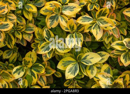 Euonymus fortunei emeralnd n Gold Kultivarblätter, gelbes und grünes Blatt, Zierzweige, Blatthintergrund. Das Glück Spindelte immergrüne Sträucher Kl Stockfoto