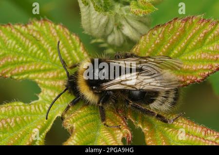 Nahaufnahme eines haarigen männlichen, großen Waldkuckuck-Hummel, Bombus sylvestris, sitzt auf grünen Blättern Stockfoto