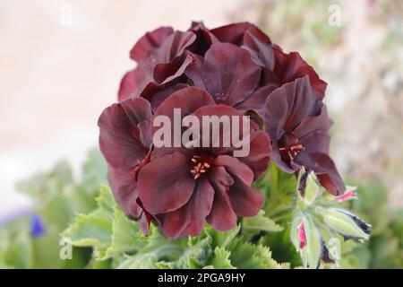 Wunderschöne dunkelrote Geraniumblüte Stockfoto