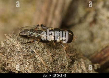 Nahaufnahme der kleinen, dickbeinigen Hoverfly, auf dem Boden sitzende Syritta pipiens Stockfoto