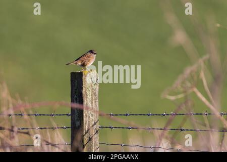 Dunnock Prunella modularis, hoch oben auf Zaunpfählen, blaue graue Unterteile, Nacken und Kastanie, braune, streifenförmige Flanken und schwarzer, nadelartiger Schirm Stockfoto