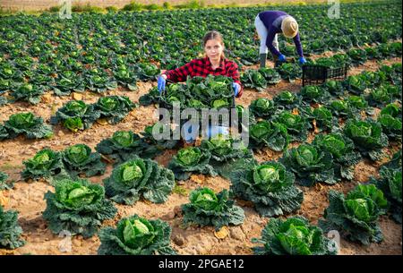 Junge Frau professioneller Landwirt hält Box voller Kohl Stockfoto