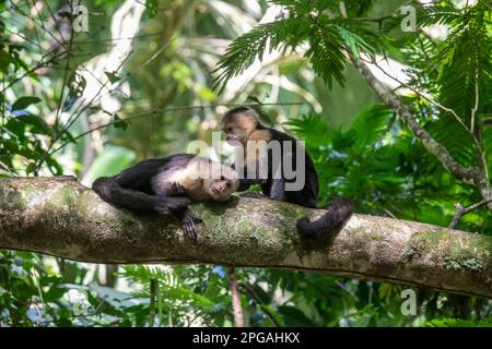 Tortuguero-Nationalpark, Costa Rica - Panamaische weiße Kapuzineraffen (Cebus-Imitator). Stockfoto