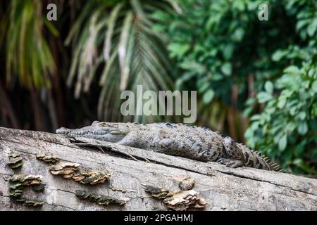Tortuguero-Nationalpark, Costa Rica - ein amerikanisches Krokodil (Crocodylus acutus), das auf einem Baumstamm entlang des Flusses Suerte ruht. Stockfoto