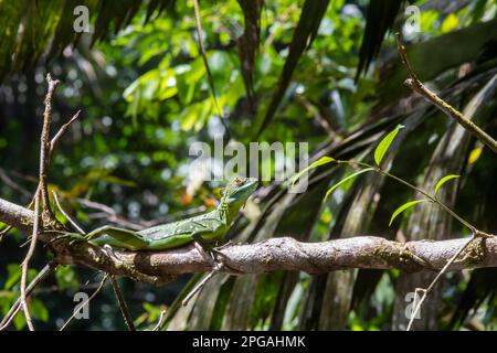 Tortuguero-Nationalpark, Costa Rica - eine weibliche Smaragdbasiliske (Basiliscus plumifrons). Es wird allgemein Jesus Christus Lizard genannt, weil es jung ist Stockfoto