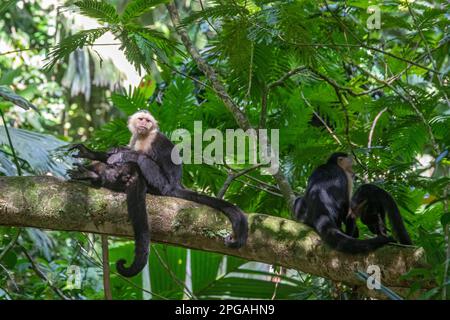 Tortuguero-Nationalpark, Costa Rica - Panamaische weiße Kapuzineraffen (Cebus-Imitator). Stockfoto