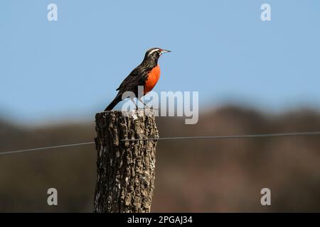 Long-Tailed Meadow-Lark, Provinz La Pampa, Patagonien, Argentinien. Stockfoto