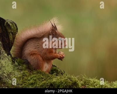 Nach rechts gerichtetes rotes Eichhörnchen auf Moos in Schottland mit Kopierraum Stockfoto