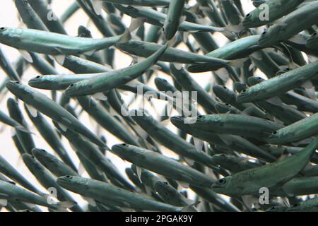 Unter einer Fischschule im Seattle Aquarium. Stockfoto