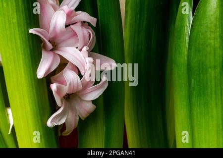 Rosa Hyazinth (Hyacinthus), blühende, herrliche Blüte, zarte, glockenförmige Blumen zwischen grünen Blättern, dekorative Frühlingspflanze auf Stockfoto