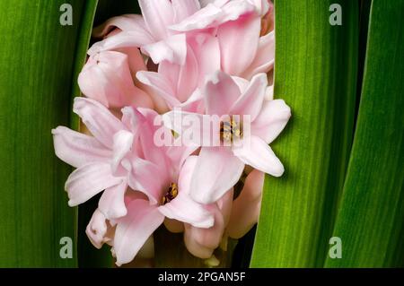 Rosa Hyazinth (Hyacinthus), blühende, herrliche Blüte, zarte, glockenförmige Blumen zwischen grünen Blättern, dekorative Frühlingspflanze auf Stockfoto