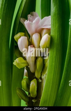 Rosa Hyazinth (Hyacinthus), blühende, herrliche Blüte, zarte, glockenförmige Blumen zwischen grünen Blättern, dekorative Frühlingspflanze auf Stockfoto